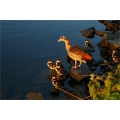 Nilgänse an der Lahn